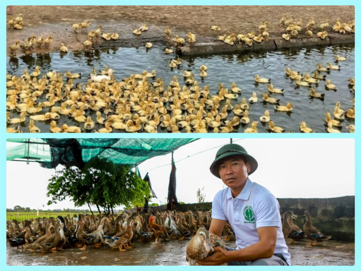 Hợp tác xã chăn nuôi Đông Xuyên, Thái Bình: đổi mới cách nghĩ, cách làm (18/10/2023)